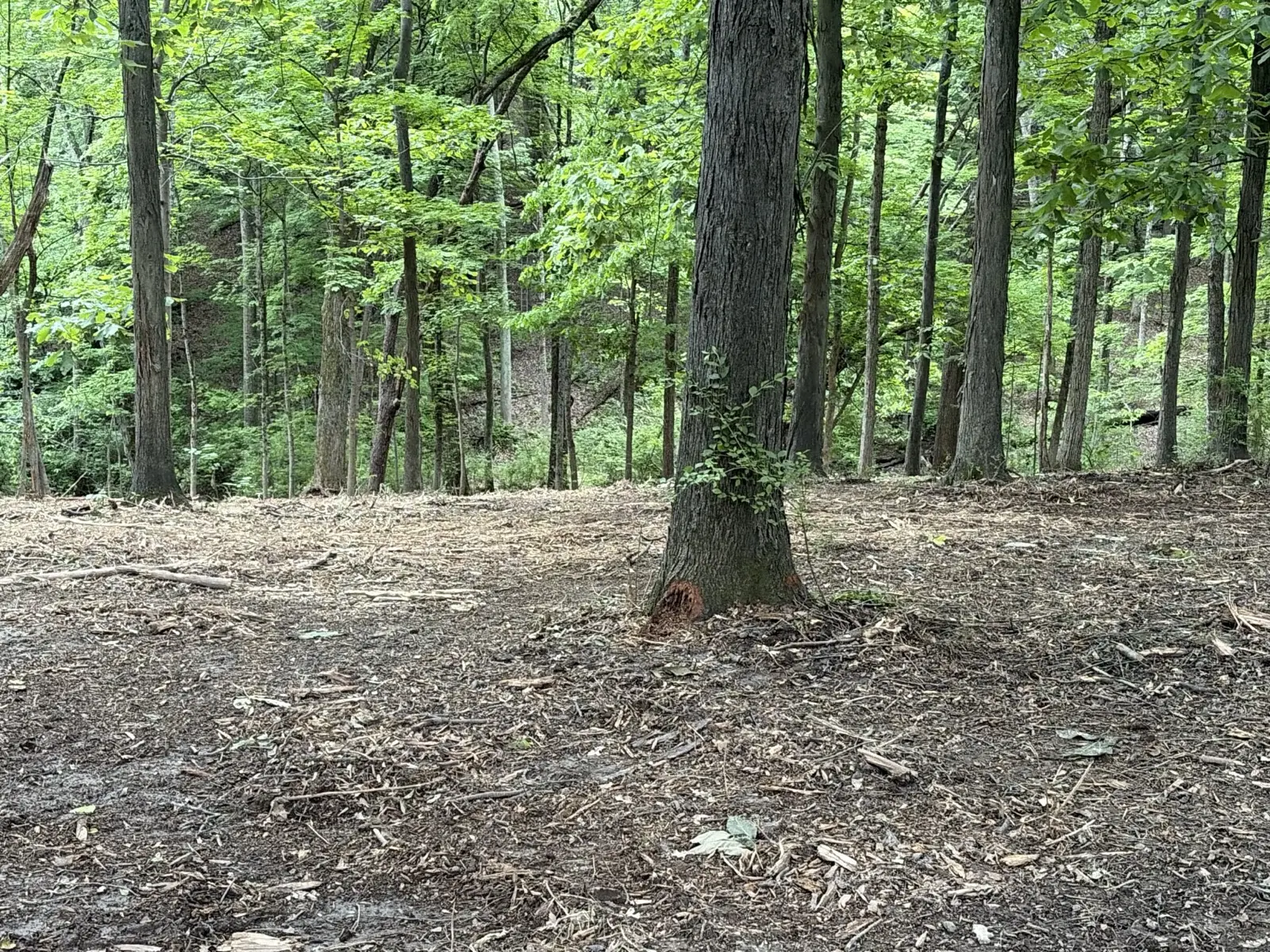 Wooded ground after forestry mulching with keeper trees standing on fresh chips