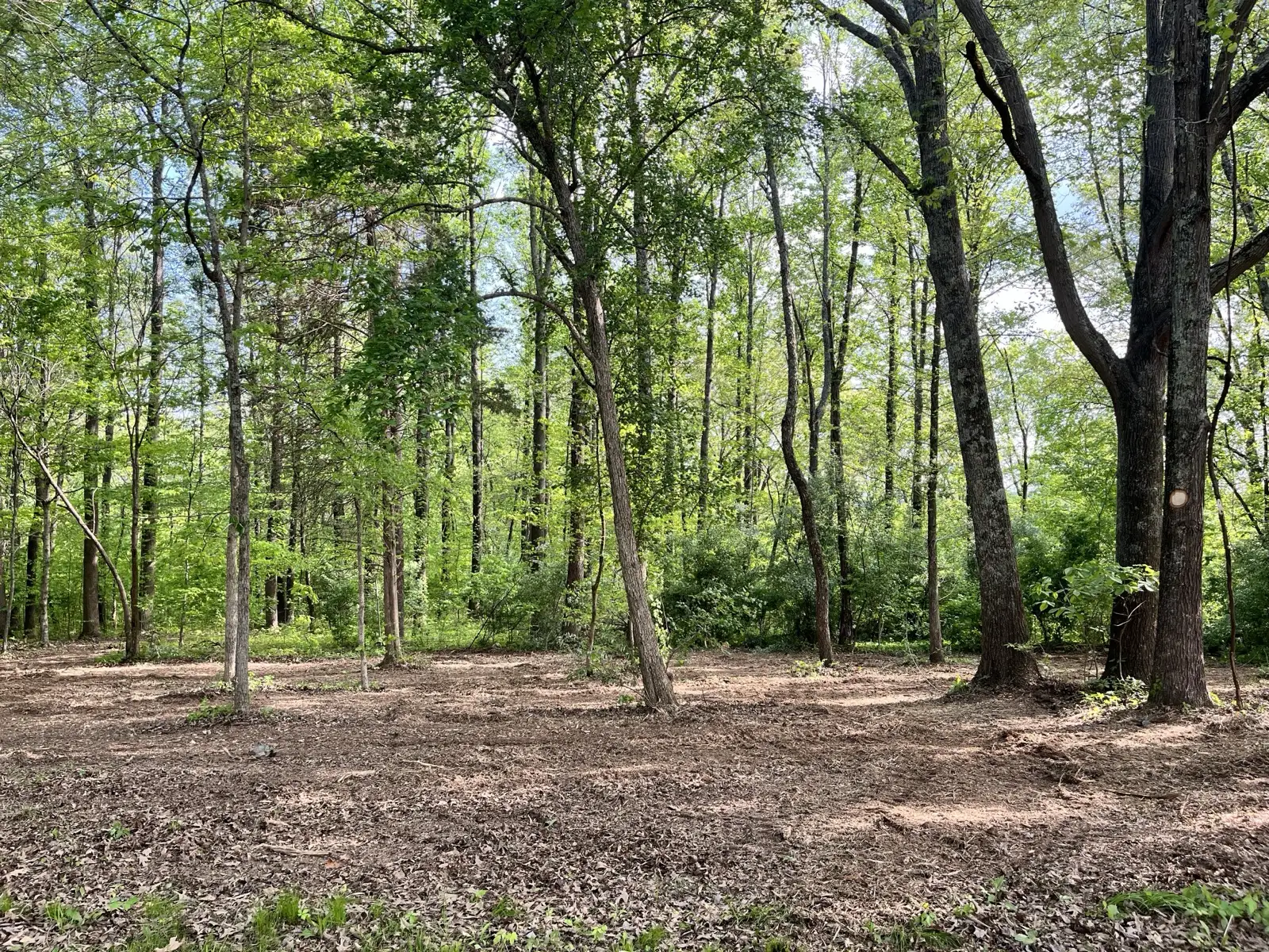 Southern Illinois woods opened into park-like ground after land clearing