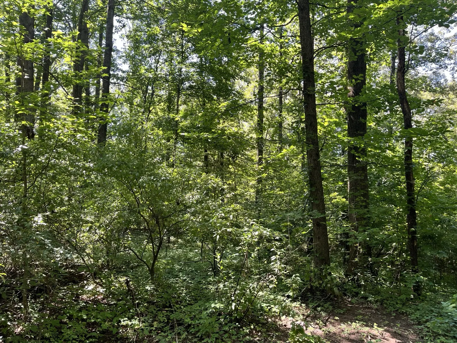 Overgrown Southern Illinois woods with dense brush before any clearing work